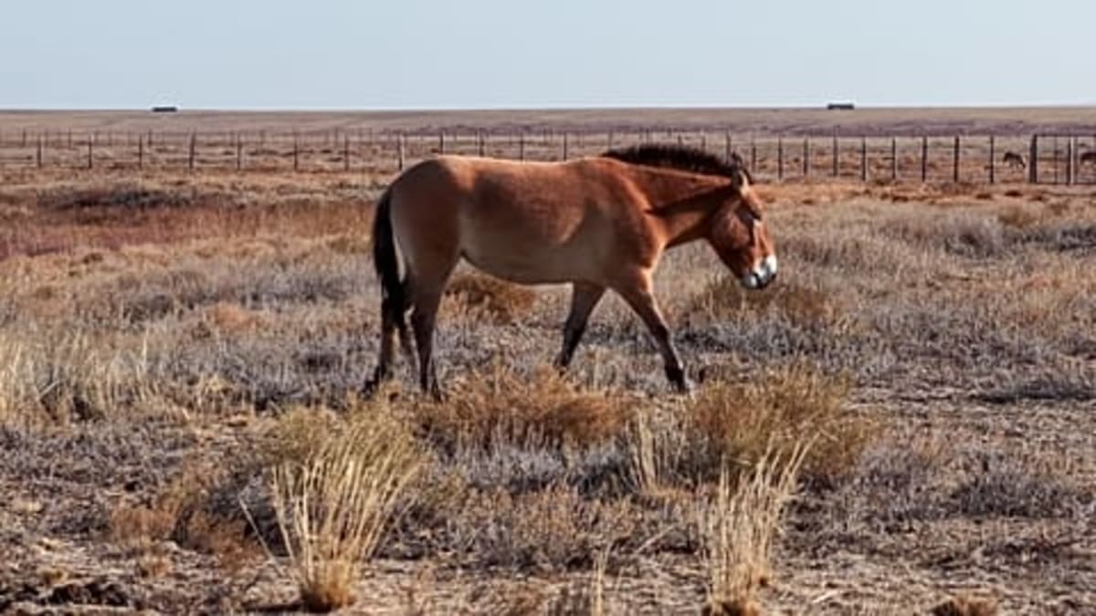 Golden Karabakh Horses Saved From Extinction in Germany - Image 5