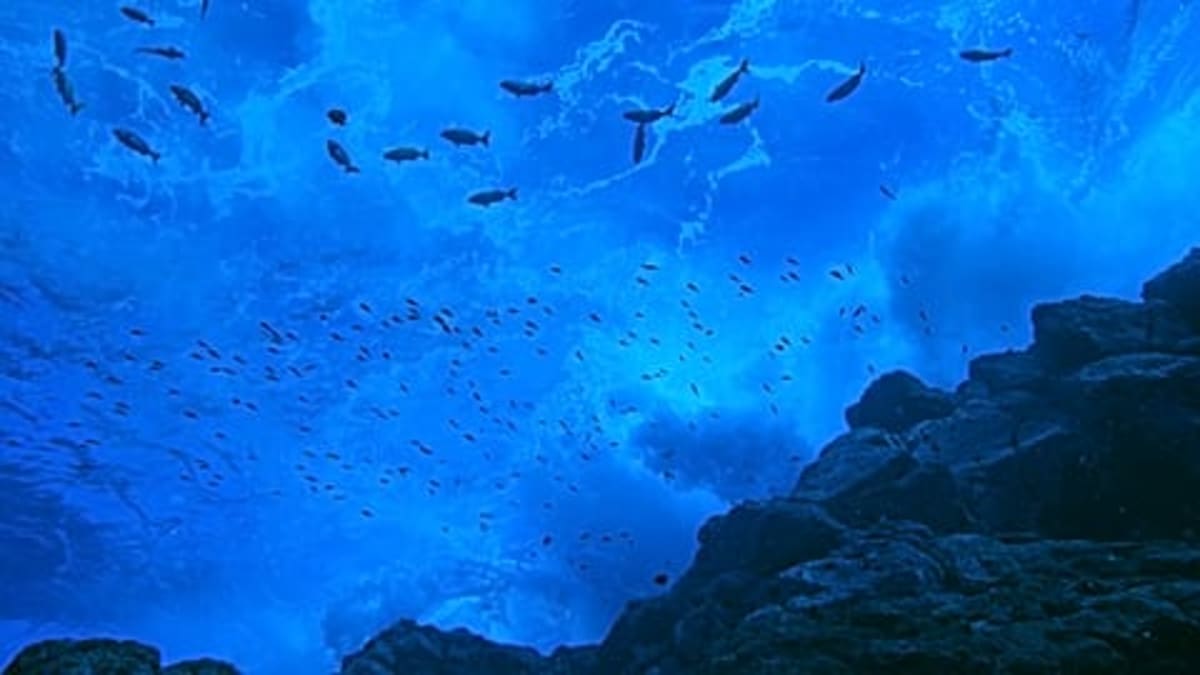 Historic High Seas Treaty Now Protects Half the Planet - Image 4