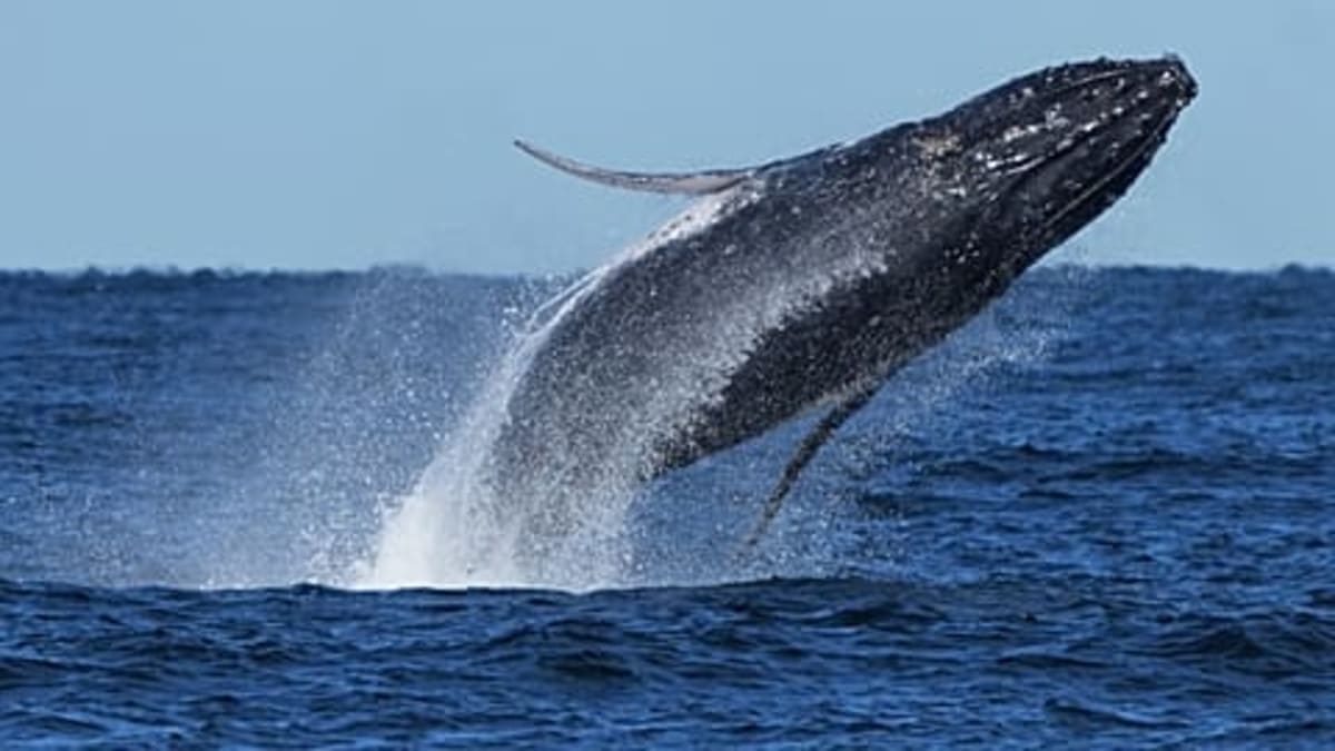 Norway's Whale Museum Opens 2027 With Ocean Rooftop - Image 4