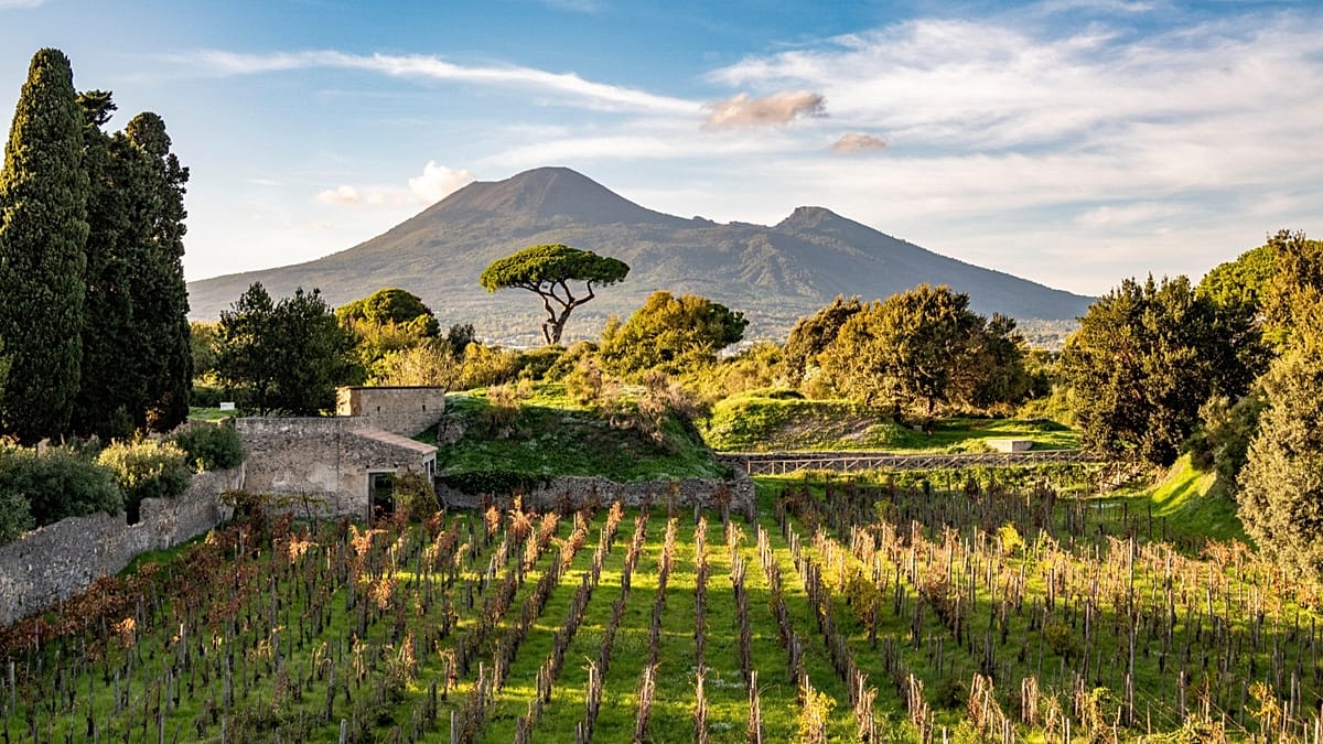 Grape vines growing among ancient stone ruins at Pompeii archaeological site in Italy