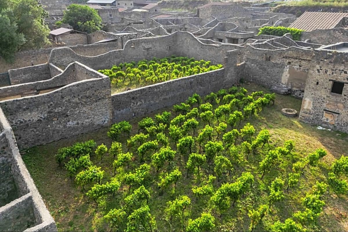 Pompeii Revives 2,000-Year-Old Wine Tradition - Image 2