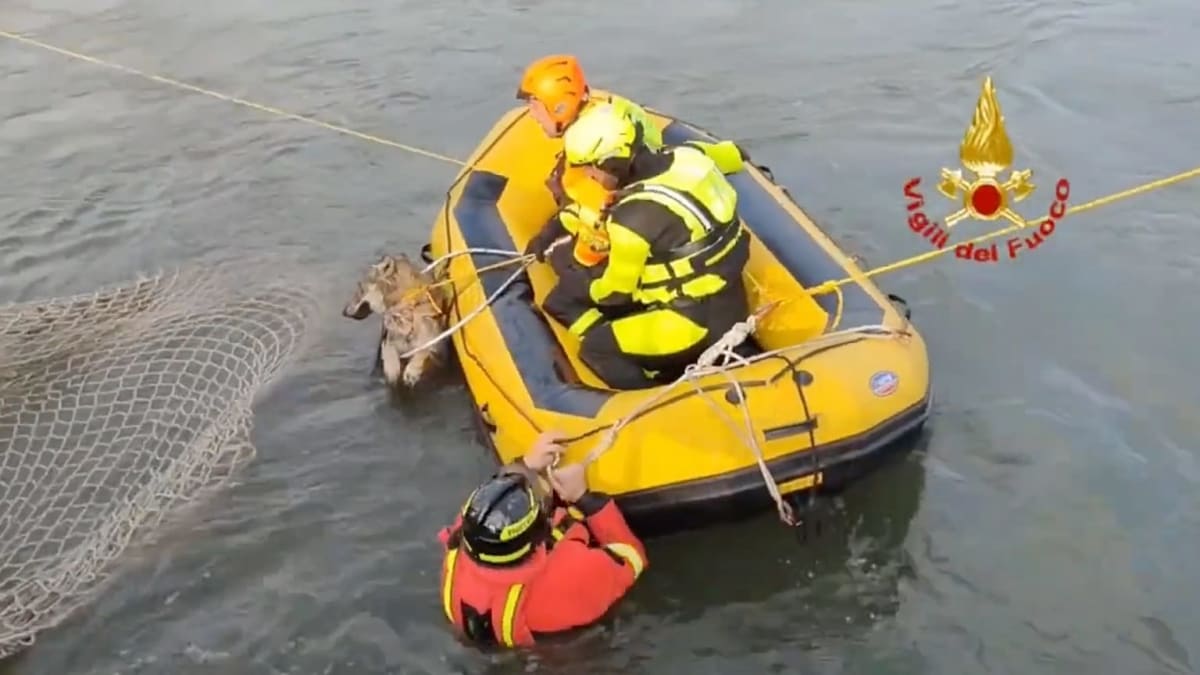 Firefighters Save Exhausted Wolf from Italian Canal - Image 2
