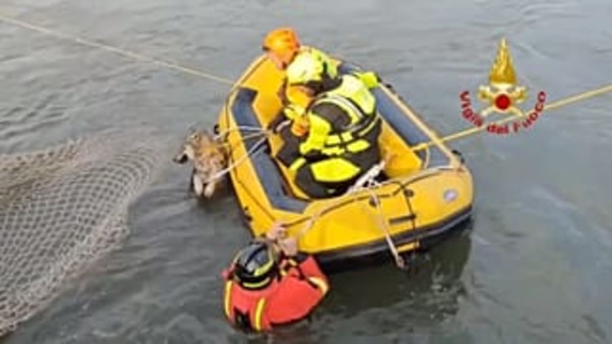 Firefighters Save Exhausted Wolf from Italian Canal - Image 3