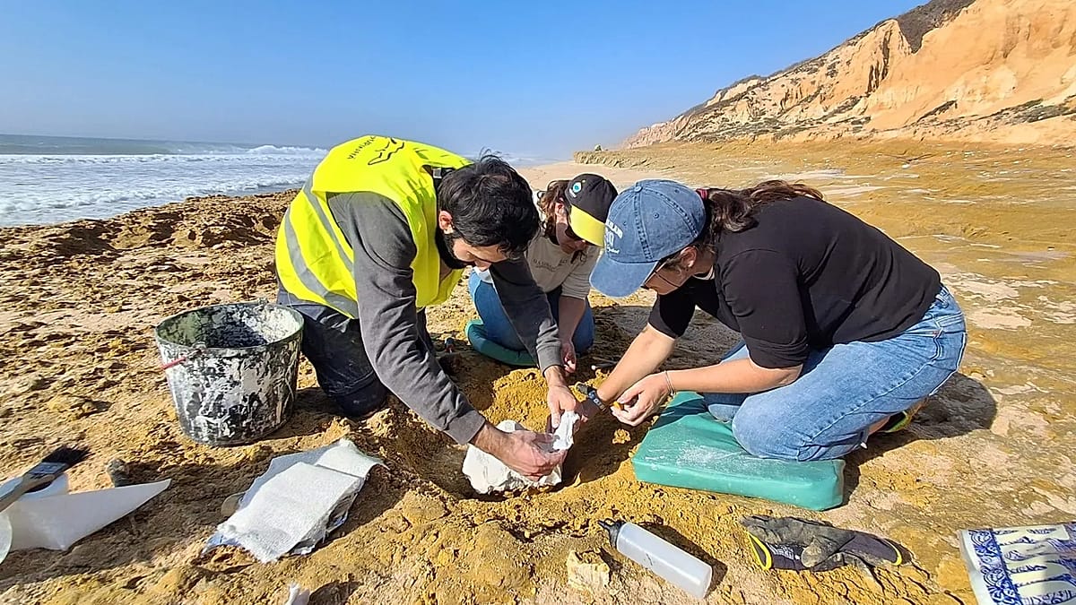 Fossilized whale skull and jawbones partially excavated from coastal rock formation in Portugal