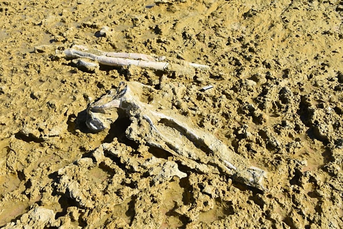 Portugal Storm Unearths 10-Million-Year-Old Whale Fossils - Image 2