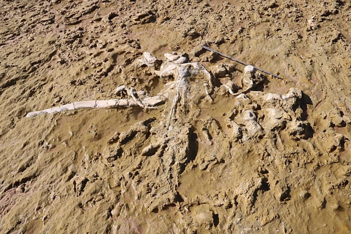 Portugal Storm Unearths 10-Million-Year-Old Whale Fossils - Image 4