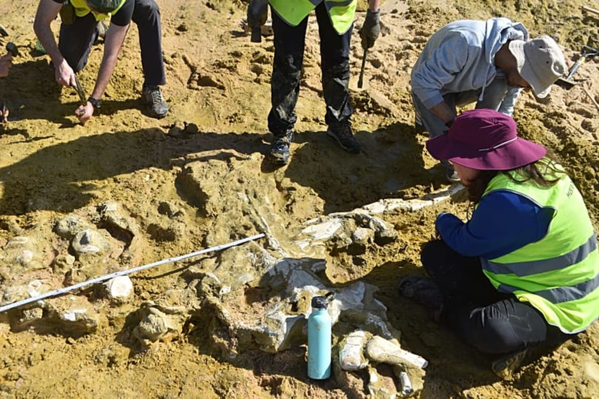 Portugal Storm Unearths 10-Million-Year-Old Whale Fossils - Image 3