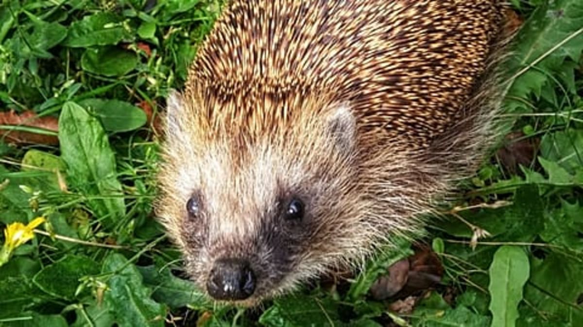UK Replaces Churchill with Wildlife on New Banknotes - Image 4