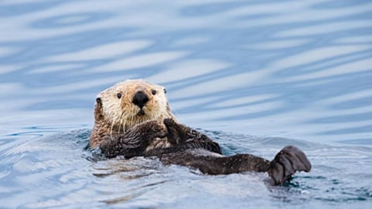 Penguins Choose White Plastic—Science May Have a Solution - Image 4