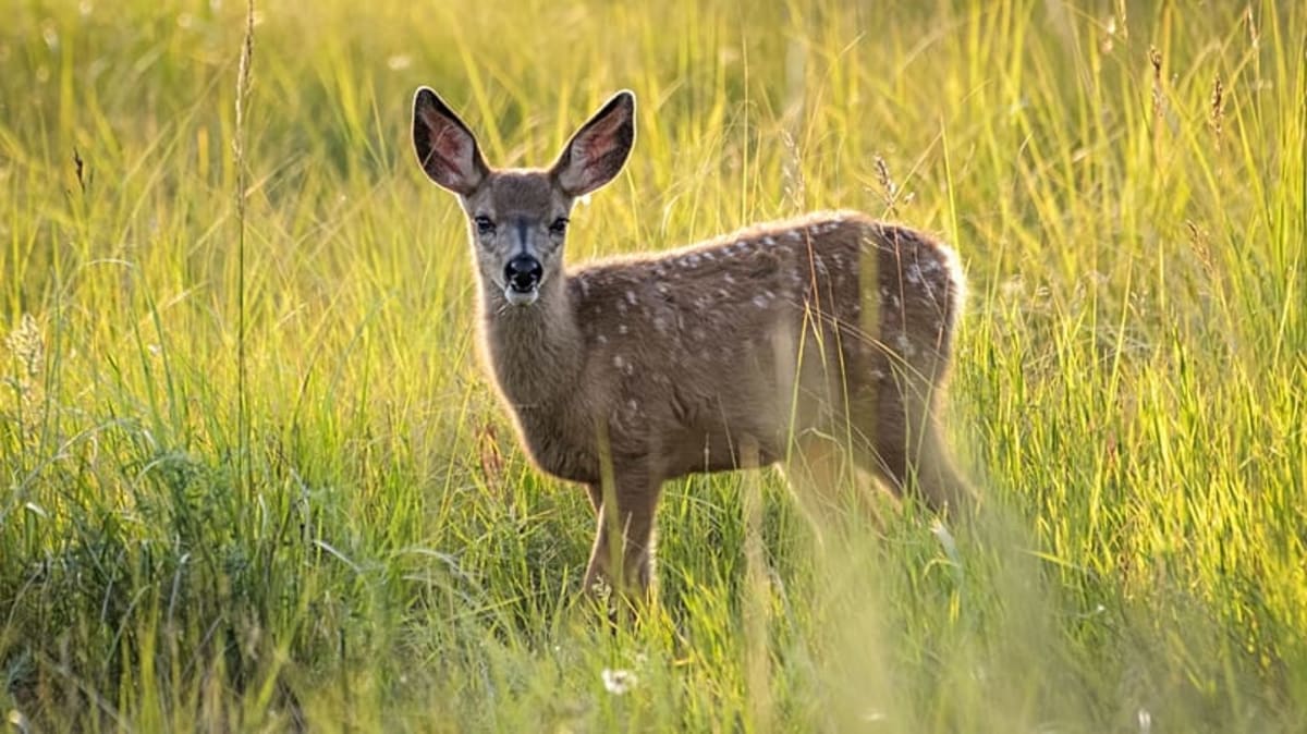 UK Replaces Churchill with Wildlife on New Banknotes - Image 2