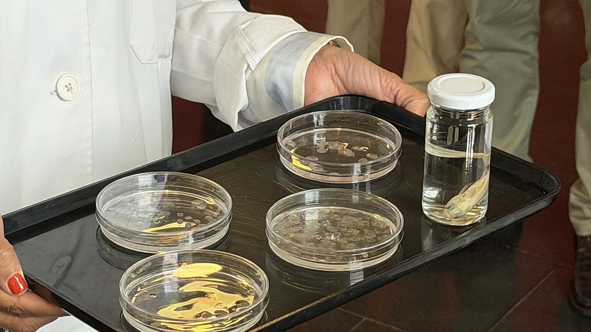 Spanish Scientists Turn Fish Scales Into Working Corneas