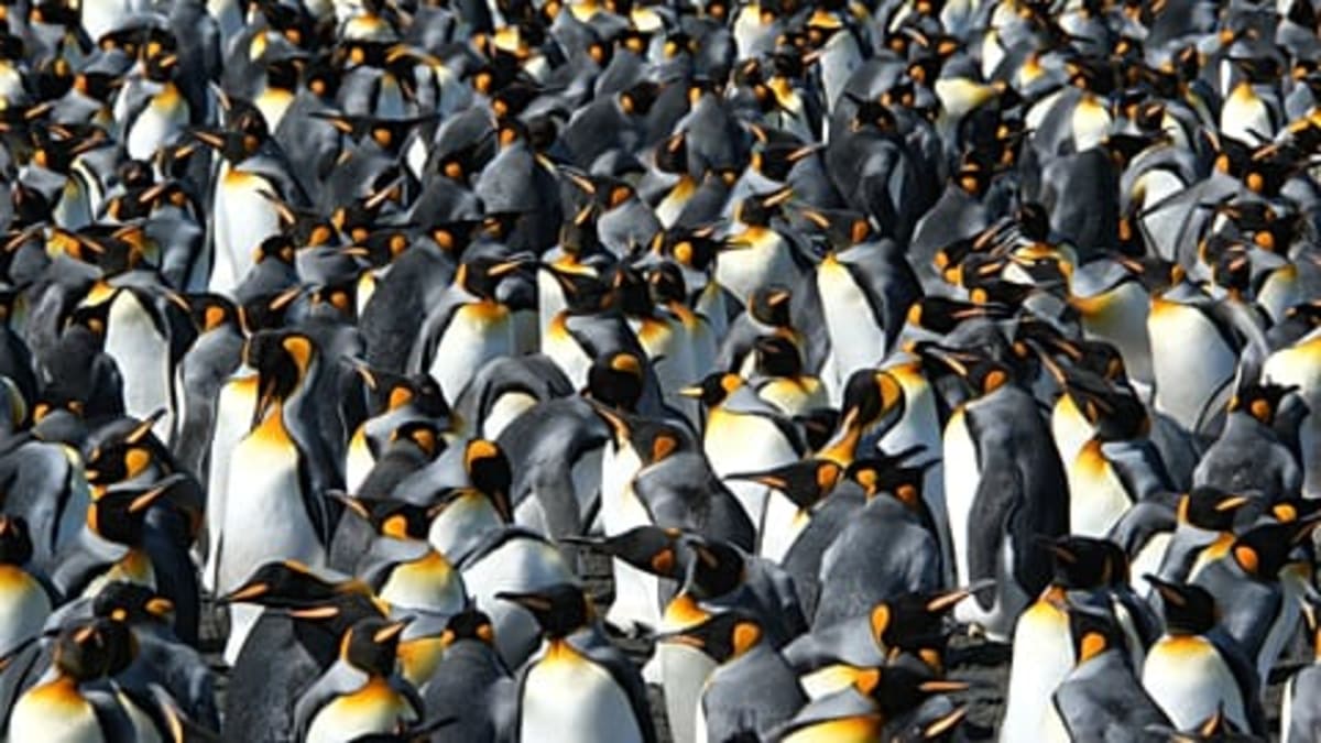 Penguins Choose White Plastic—Science May Have a Solution - Image 3