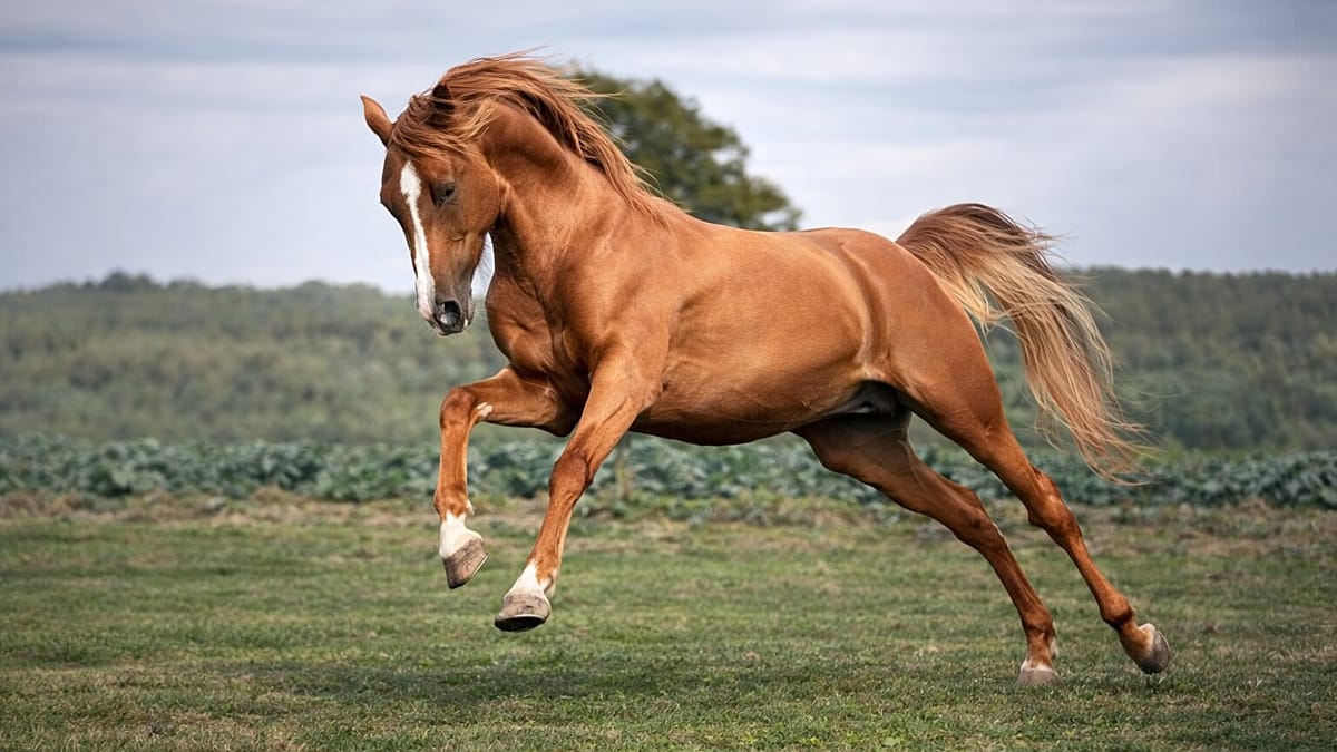 Golden-coated Karabakh horse with distinctive metallic sheen standing in German countryside