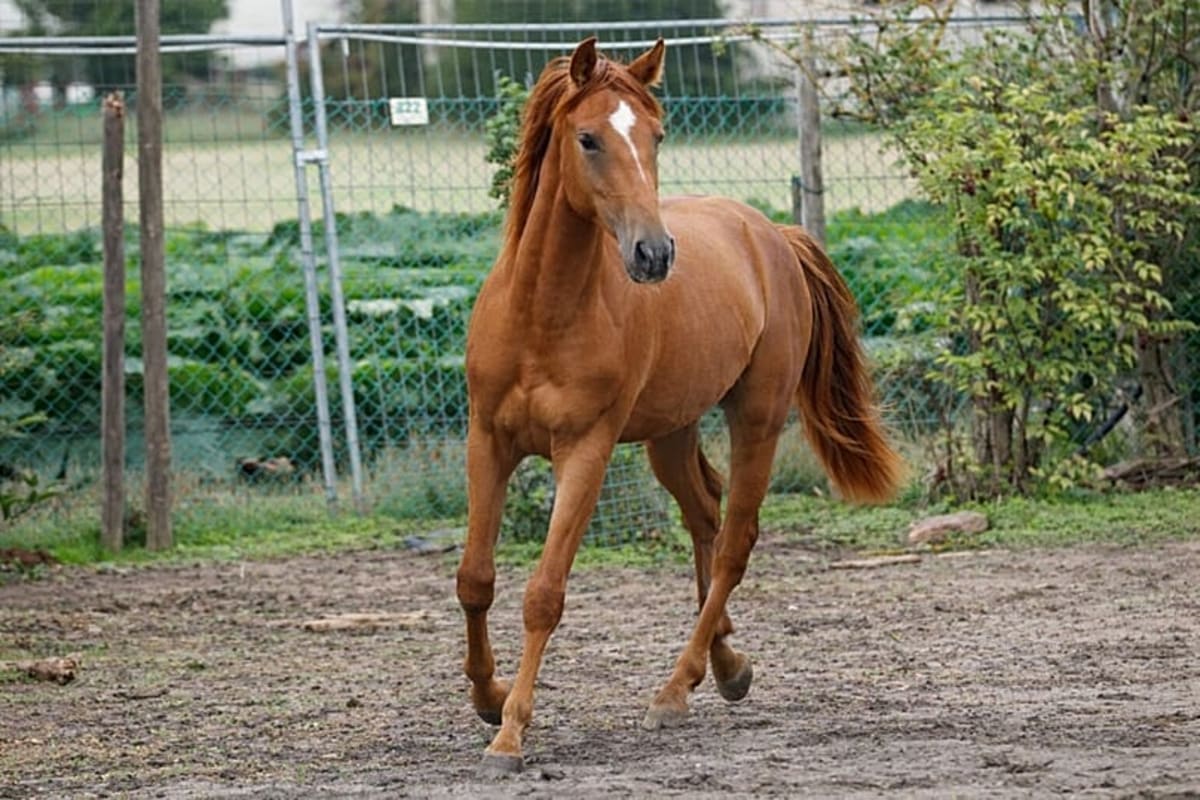 Golden Karabakh Horses Saved From Extinction in Germany - Image 2