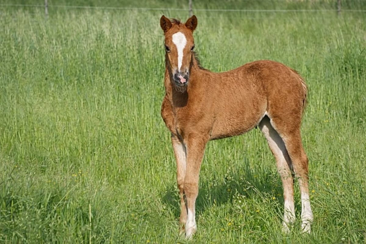 Golden Karabakh Horses Saved From Extinction in Germany - Image 4