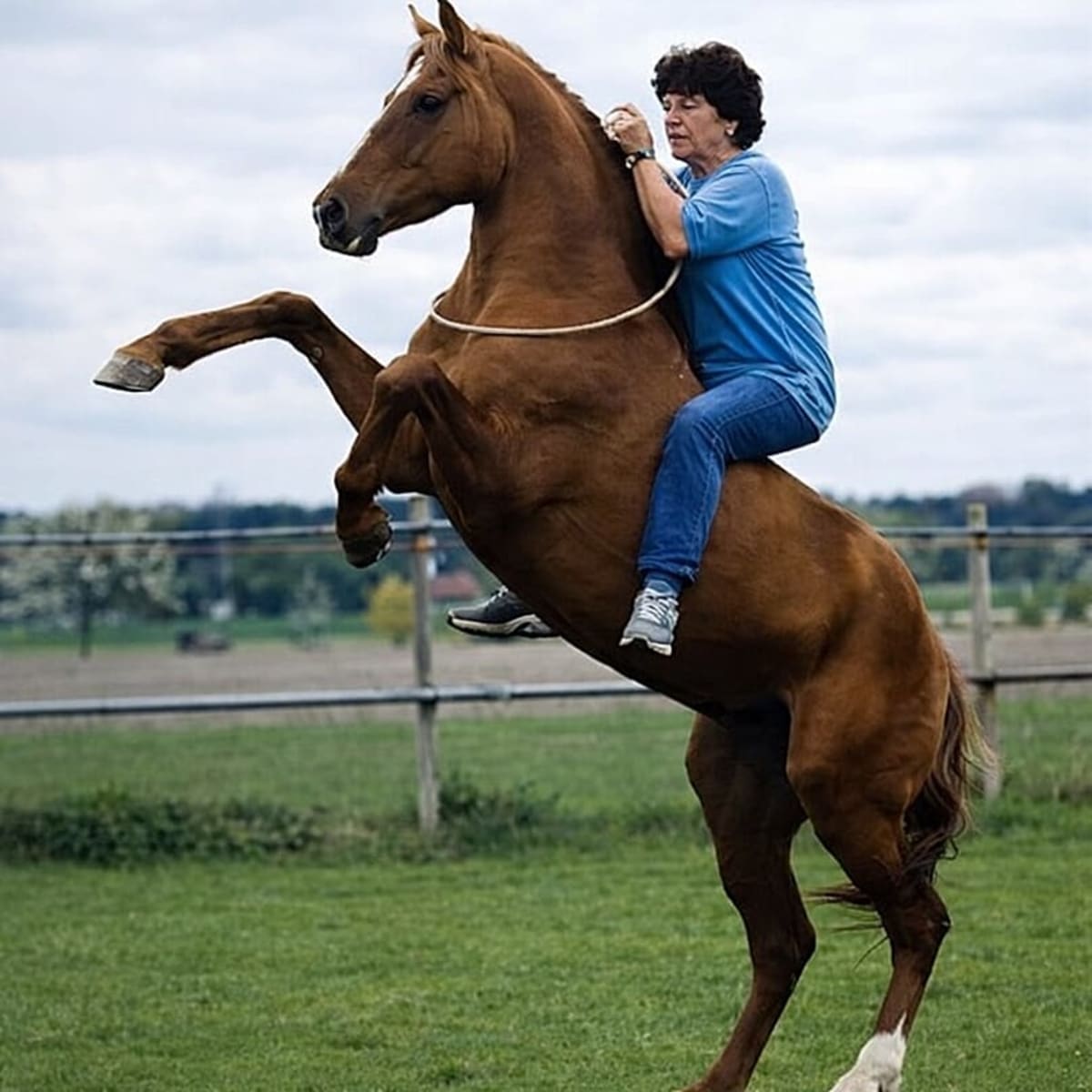 Golden Karabakh Horses Saved From Extinction in Germany - Image 3