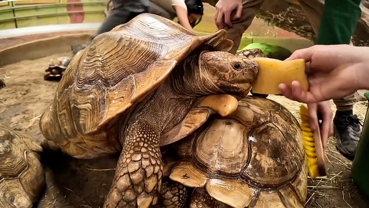 Hungarian Zoo Pampers Endangered African Tortoises