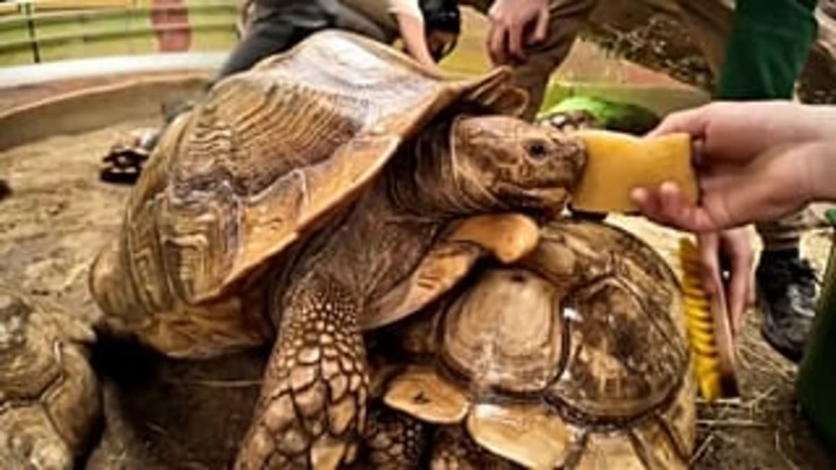 Hungarian Zoo Pampers Endangered African Tortoises - Image 3