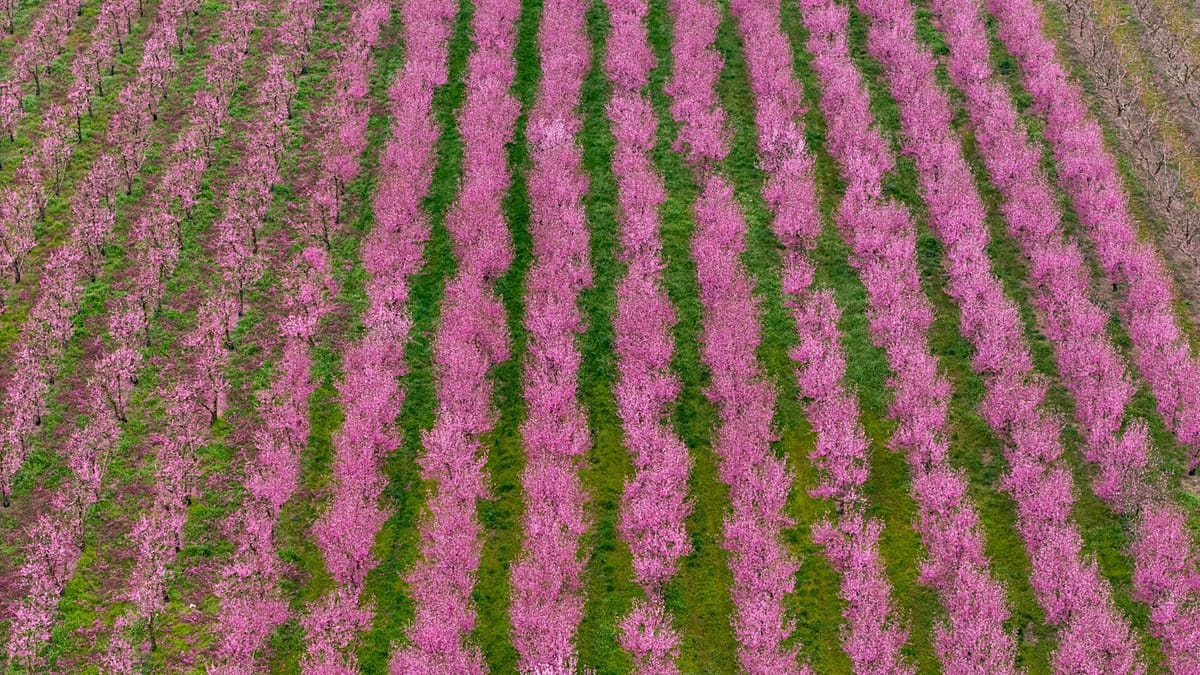 Vast fields of pink peach blossoms stretching across the landscape in Veroia, Greece