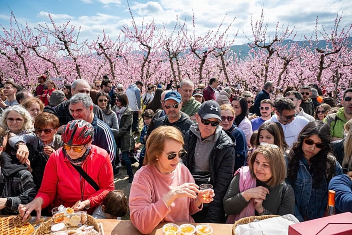 170,000 Acres of Pink Peach Blossoms Draw Crowds to Greece - Image 3