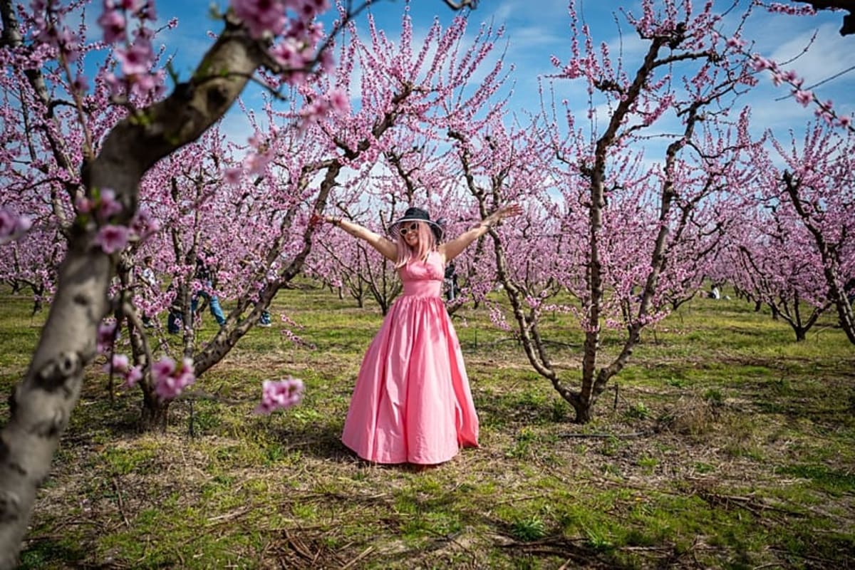 170,000 Acres of Pink Peach Blossoms Draw Crowds to Greece - Image 2