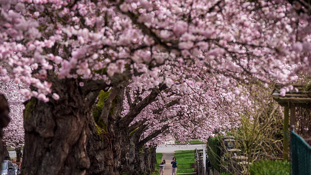 Pink cherry blossom trees in full bloom at historic palace gardens with visitors enjoying spring display
