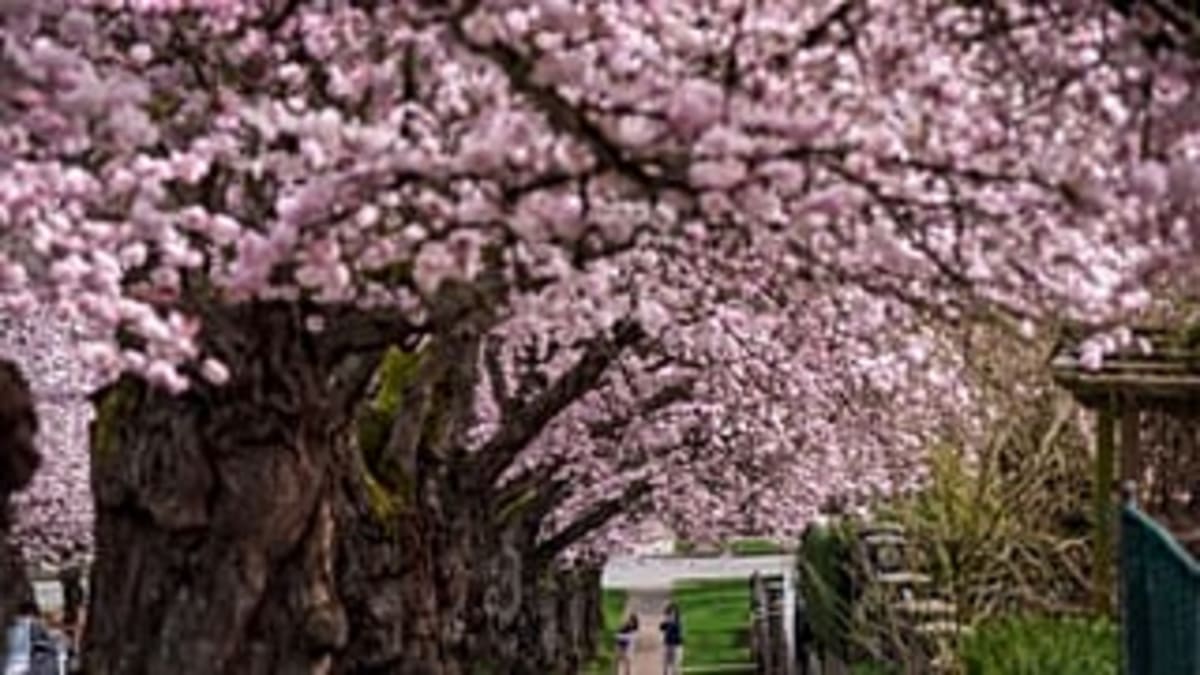 Cherry Blossoms Draw Crowds in Munich and Northern Italy - Image 3