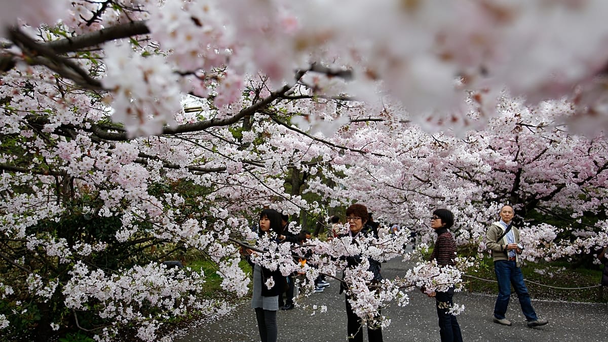 Visitors enjoying picnics under pink cherry blossom trees in Tokyo's Ueno Park during early spring