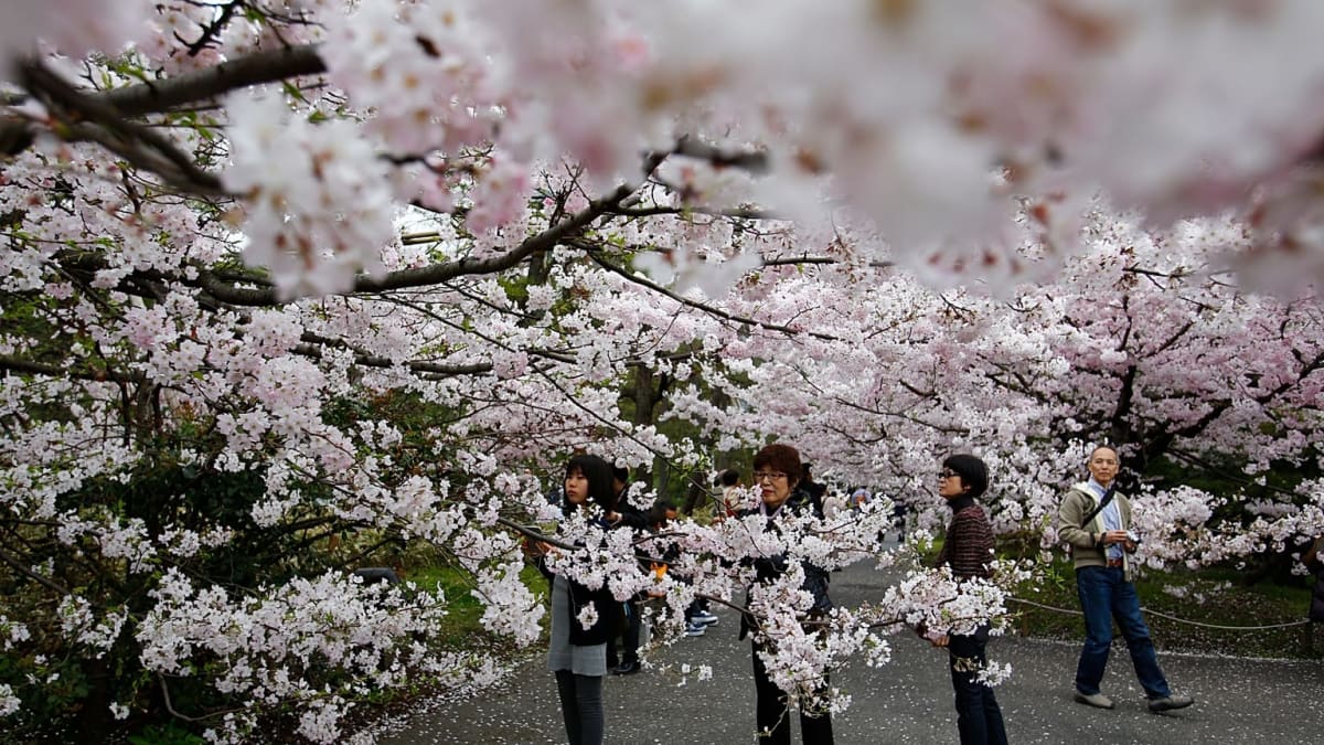 Tokyo's Cherry Blossoms Arrive Early, Draw Crowds to Parks - Image 2