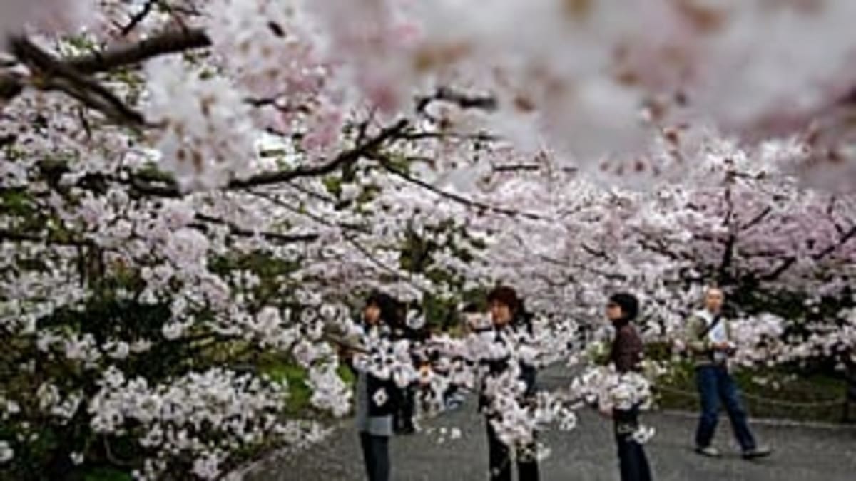 Tokyo's Cherry Blossoms Arrive Early, Draw Crowds to Parks - Image 3