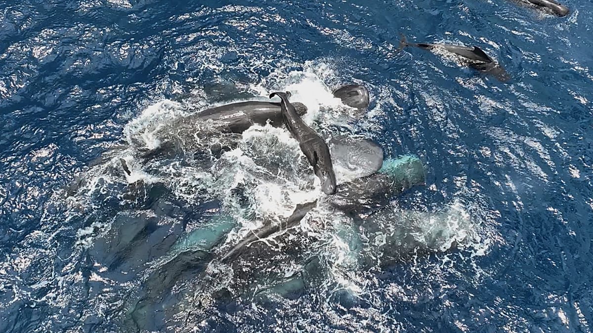 Multiple sperm whales surfacing together in blue Caribbean waters supporting newborn calf