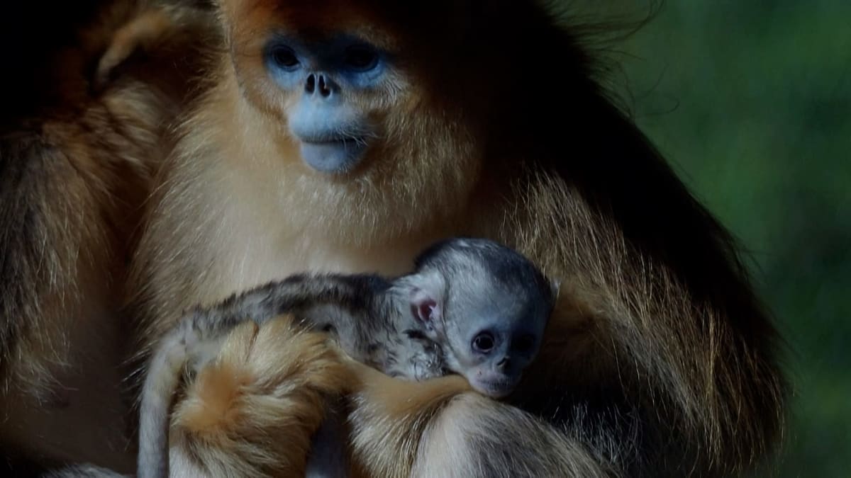 French Zoo Celebrates First Golden Monkey Born Outside Asia - Image 2