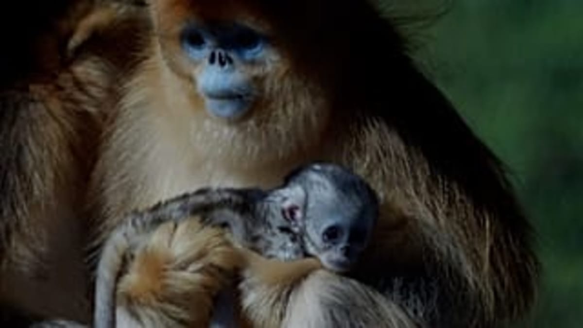 French Zoo Celebrates First Golden Monkey Born Outside Asia - Image 3