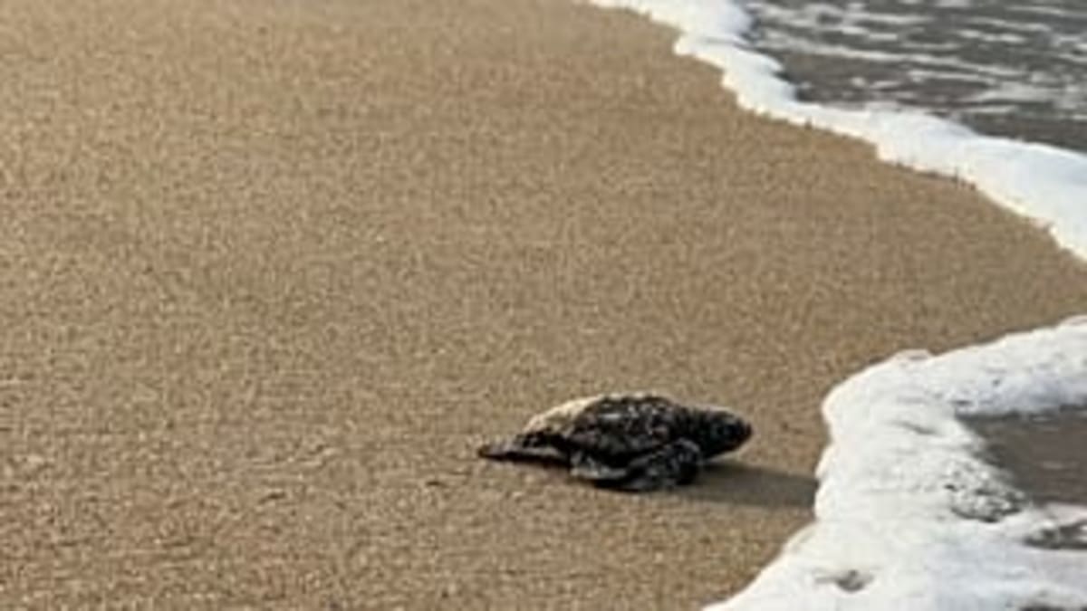 Gabon Rangers Shield Rare Sea Turtles at Peak Season - Image 3