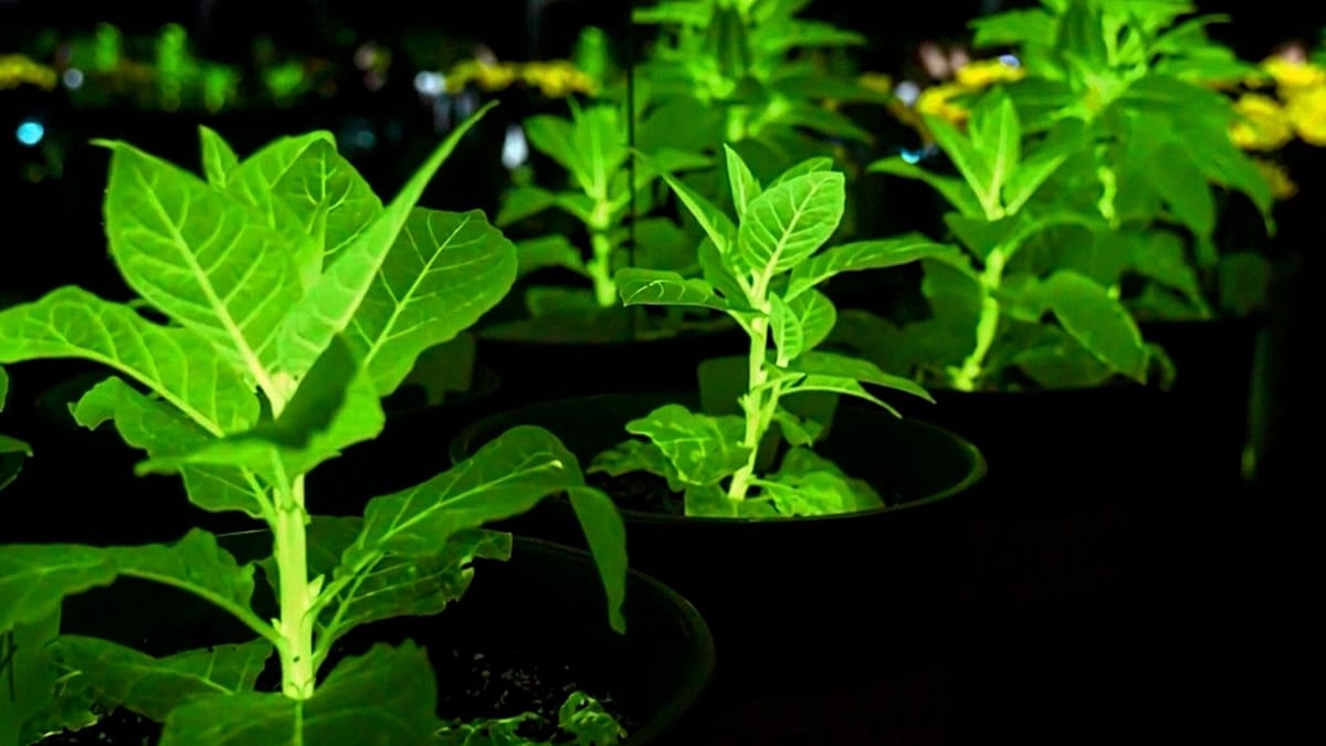 Genetically engineered bioluminescent plant glowing softly in darkness without electricity