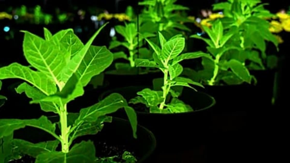 Chinese Scientists Create Glow-in-the-Dark Plants for Cities - Image 5