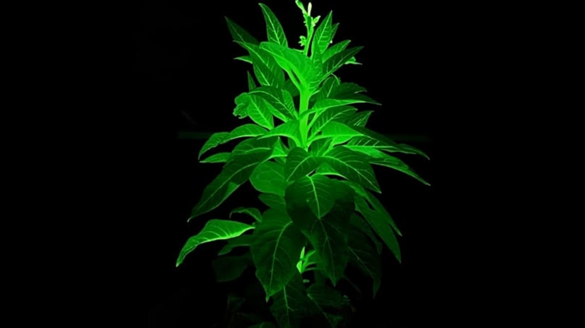 Chinese Scientists Create Glow-in-the-Dark Plants for Cities - Image 2