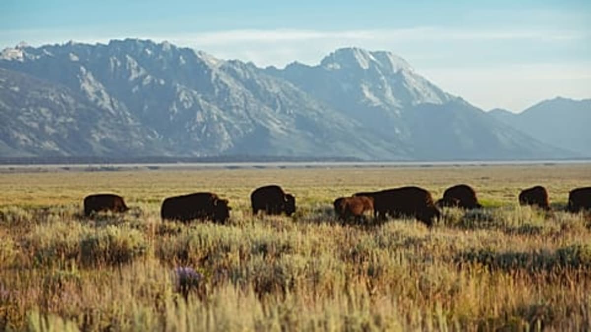 Penguins Help Scientists Track Pollution in Remote Oceans - Image 2