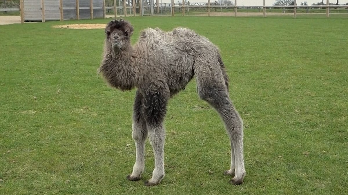 Baby Camel Sophia Born at Zoo's 200th Anniversary