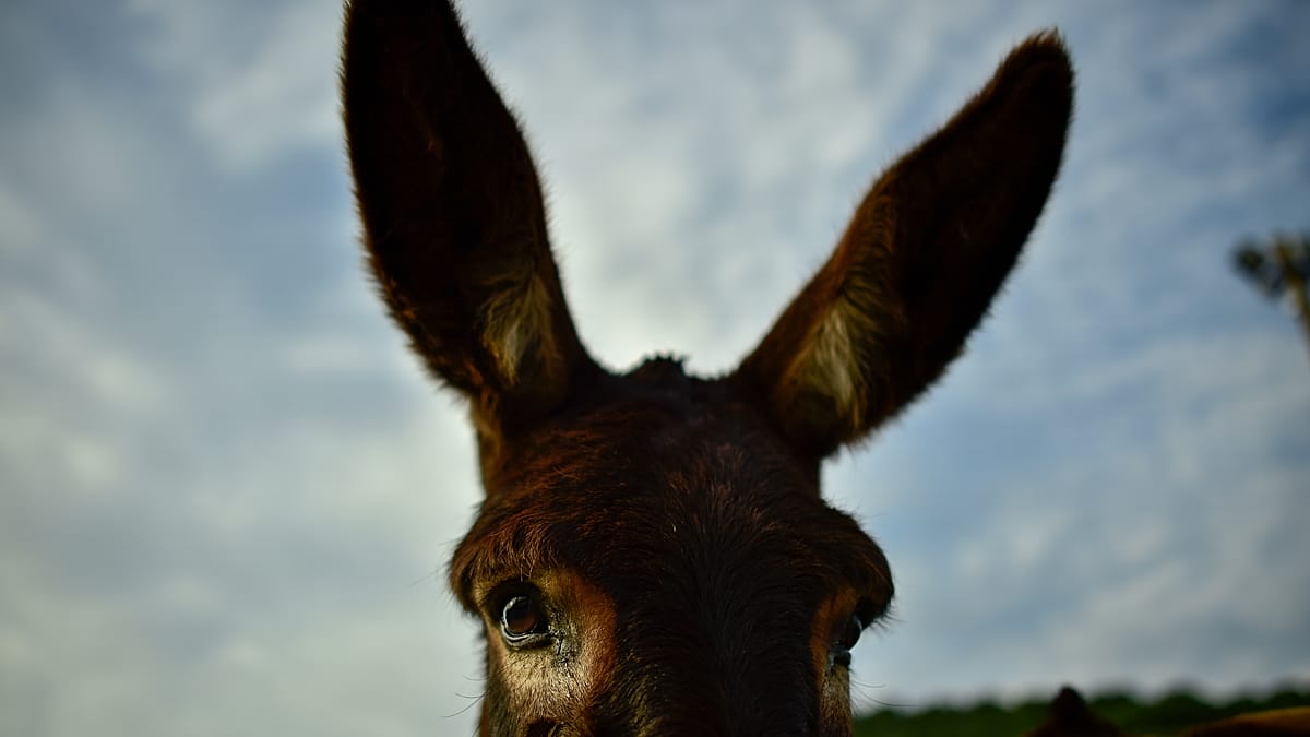 Donkeys grazing on dry vegetation in Spanish forest to prevent wildfires