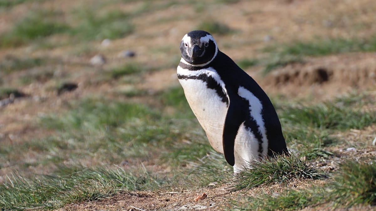 Magellanic penguin wearing silicone tracking band on leg along Patagonian coastline in Argentina