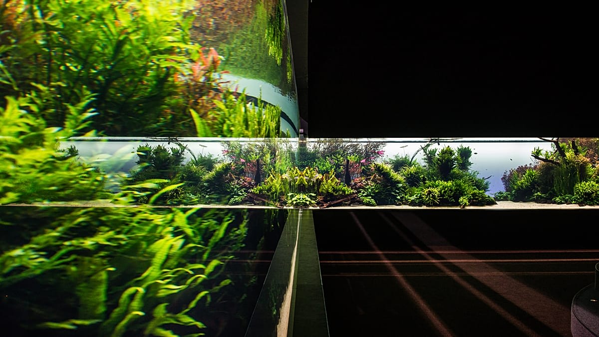 ** Aquarist diving in massive underwater forest aquarium filled with lush green plants and tropical fish