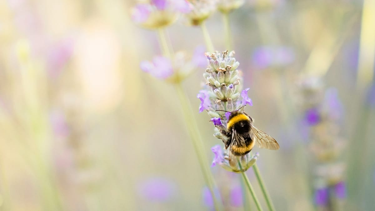 Close-up of a queen bumblebee resting on soil in its underground winter burrow