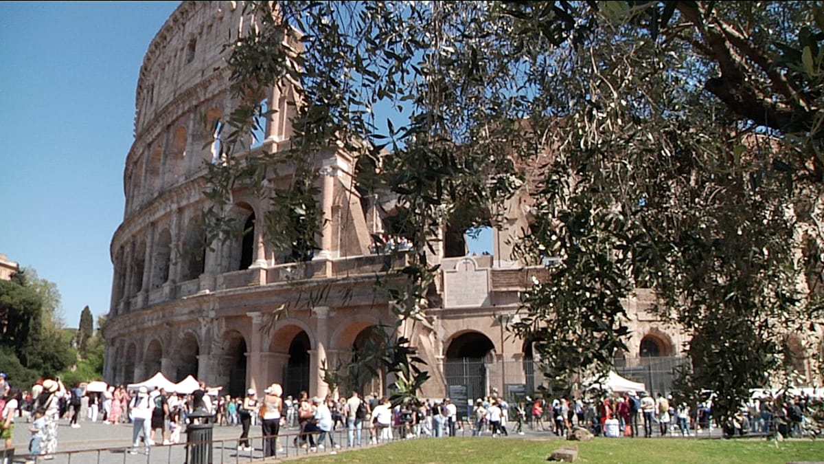 Workers harvesting olives with green collection nets among ancient Roman ruins at the Colosseum