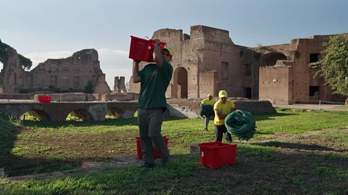 Rome Harvests Olives at the Colosseum for New Oil Brand - Image 2