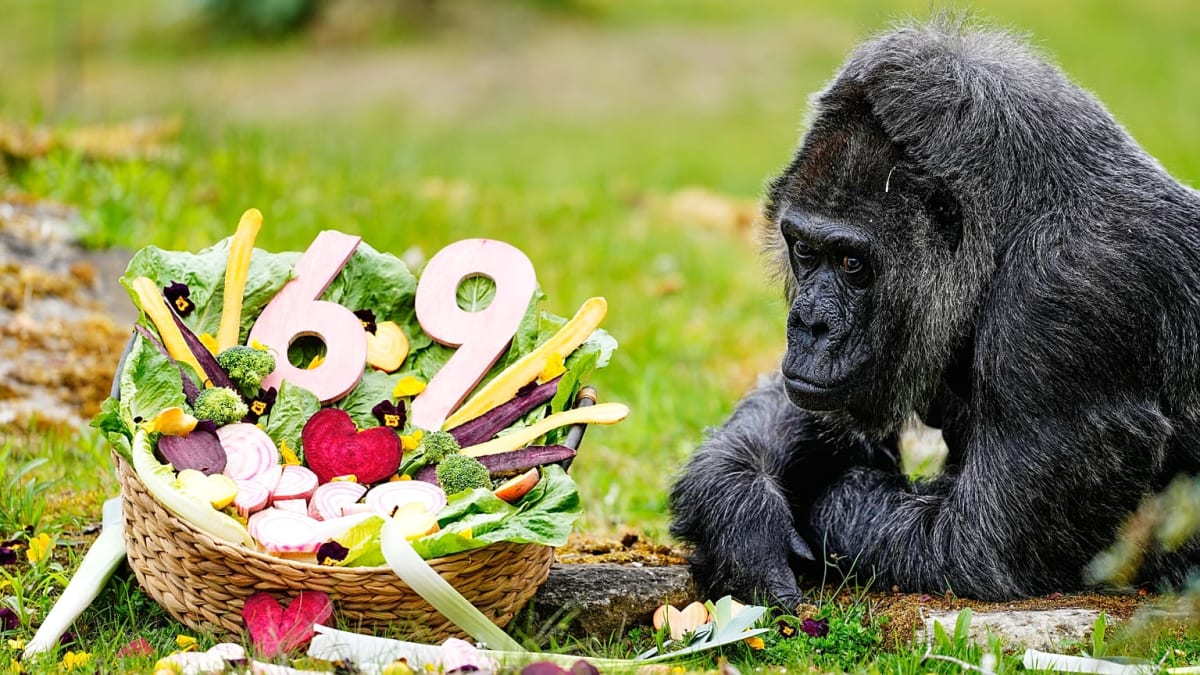 Berlin Zoo Celebrates World's Oldest Gorilla at 69 - Image 2