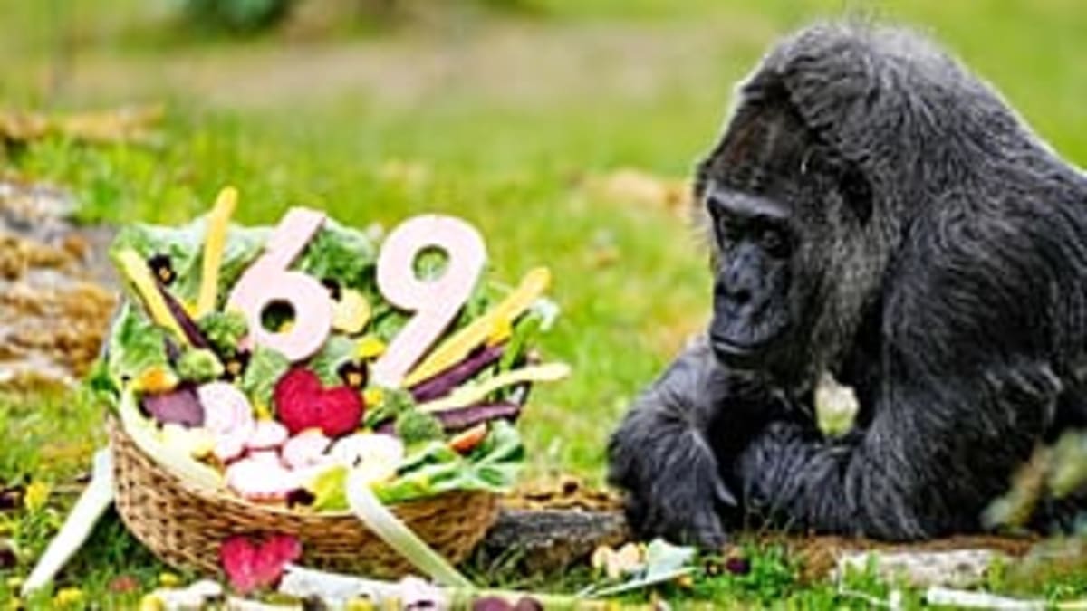 Berlin Zoo Celebrates World's Oldest Gorilla at 69 - Image 3