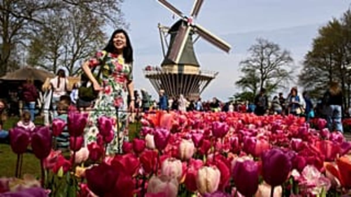 7 Million Flowers Bloom at Netherlands' Keukenhof Garden - Image 3