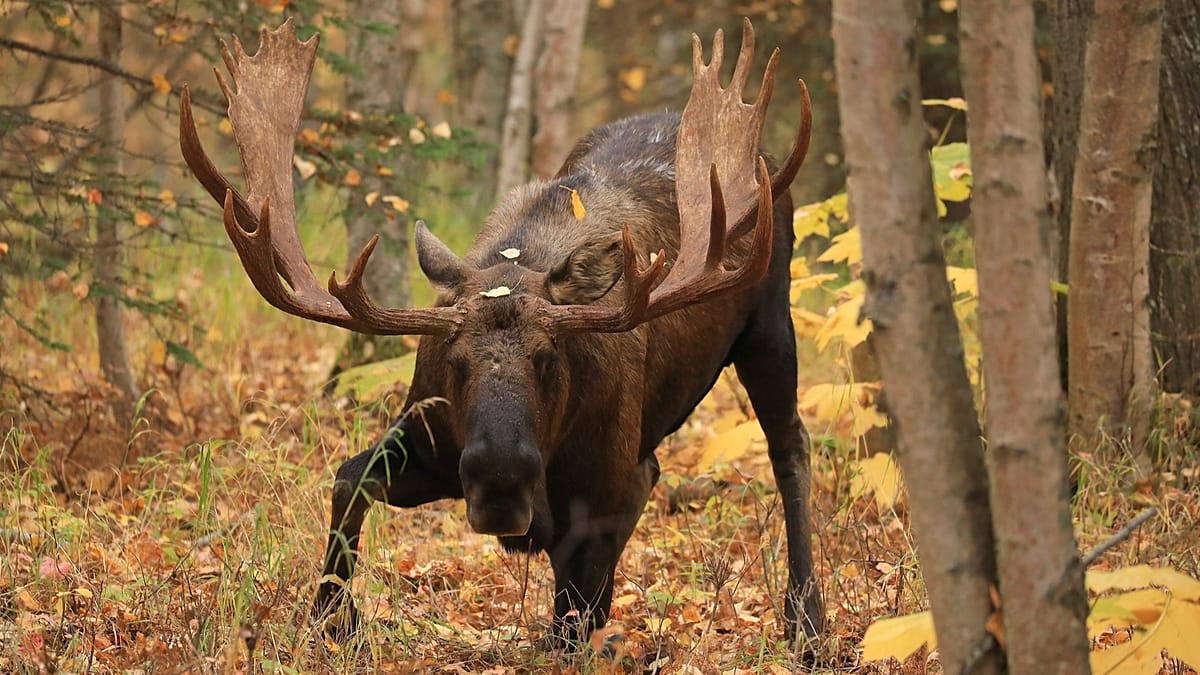 Large moose standing in German forest wetland area after migrating from Poland