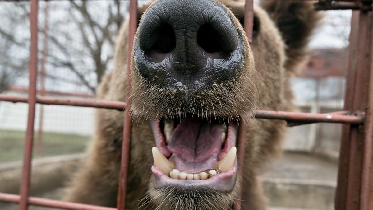 Armenian Bears Find Freedom at Highland Sanctuary - Image 2